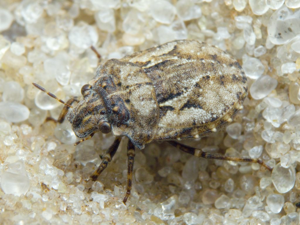 Phimodera humeralis (Dalman, 1823)